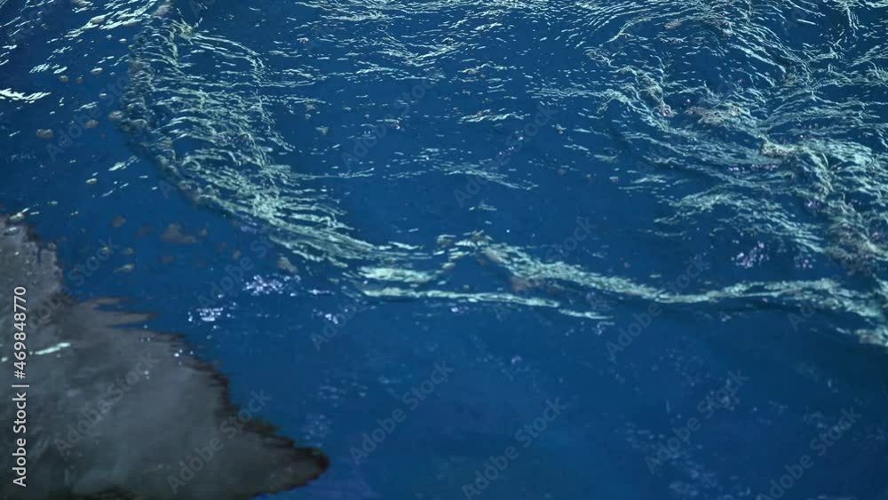 This close up video shows a white beluga whale breaching the water's surface with it's dorsal fin and swimming by in slow motion. This close up video shows a white beluga whale breaching the water's surface with it's dorsal fin and swimming by in slow motion.