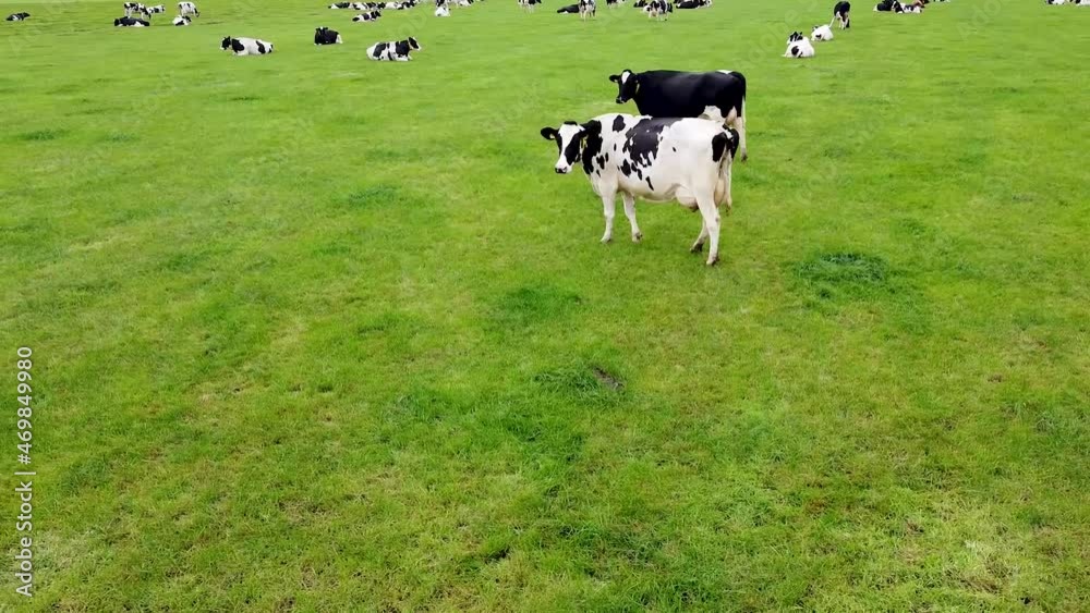 Drone shot of cows standing and walking on a big grass field. Drone shot of cows standing and walking on a big grass field.
