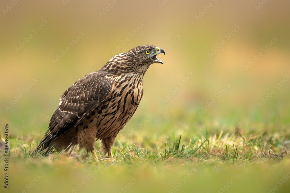 Northern goshwak bird ( Accipiter gentilis ) Northern goshwak bird ( Accipiter gentilis )