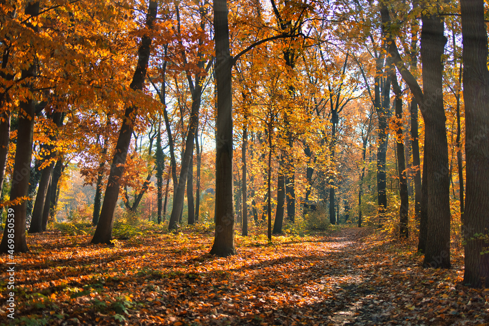 Colorful trees and rural road in deep autumn forest, natural background. Morning mist, soft sunlight, peaceful majestic autumnal forest trail. Amazing nature landscape, freedom adventure mountain pass