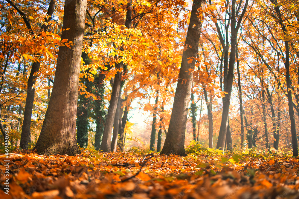 Colorful trees and rural road in deep autumn forest, natural background. Morning mist, soft sunlight, peaceful majestic autumnal forest trail. Amazing nature landscape, freedom adventure mountain pass Colorful trees and rural road in deep autumn forest, natural background. Morning mist, soft sunlight, peaceful majestic autumnal forest trail. Amazing nature landscape, freedom adventure mountain pass
