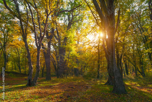 Fototapeta Naklejka Na Ścianę i Meble -  Beautiful autumn forest in the sunny day