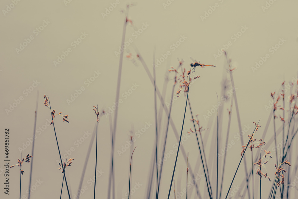 Fototapeta premium Fly Dragon