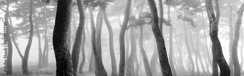 보성 웅치면의 안개 낀 소나무 동산의 파노라마 사진