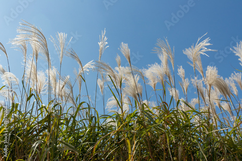 wheat field against sky