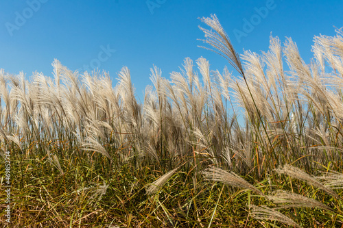 wheat field and sky