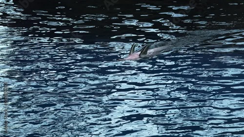 This video shows a playful dolphin swimming upside down and then diving back into the ocean. photo