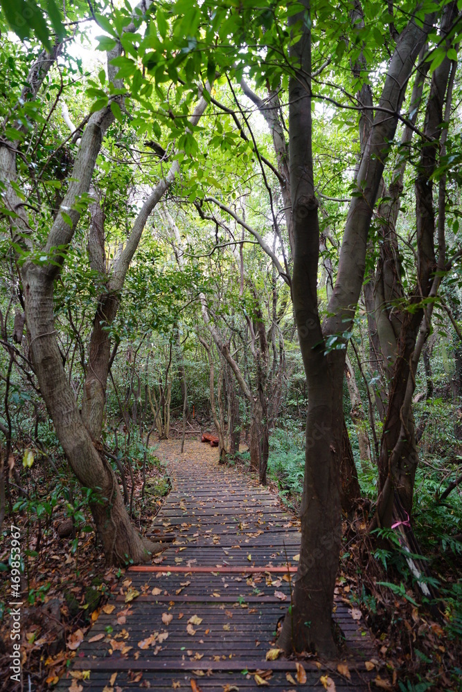 a refreshing autumn forest with a footpath a refreshing autumn forest with a footpath