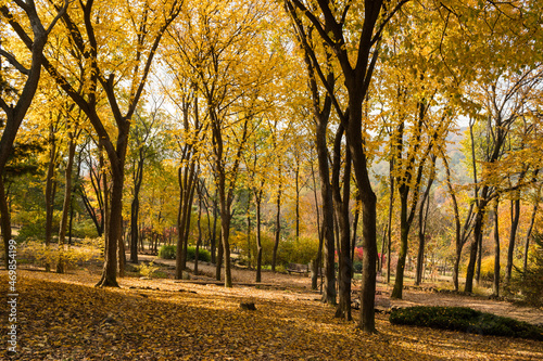 autumn in the park