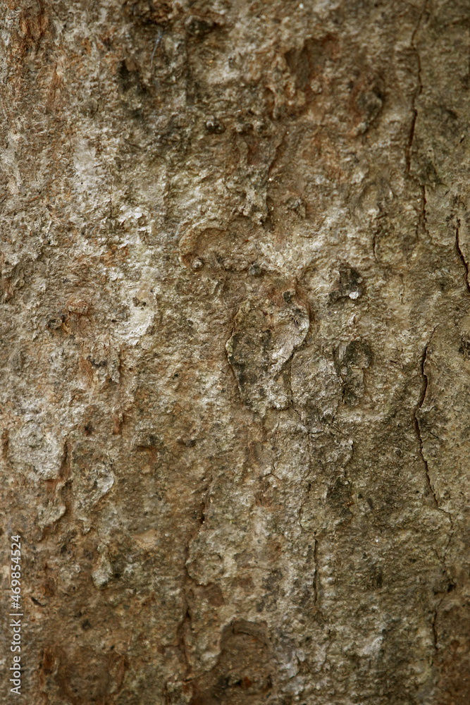 Wooden Bark in the garden , Close up Texture Wooden Bark in the garden , Close up Texture