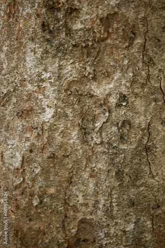 Wooden Bark in the garden , Close up Texture