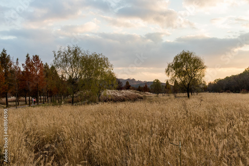 sunset over the field