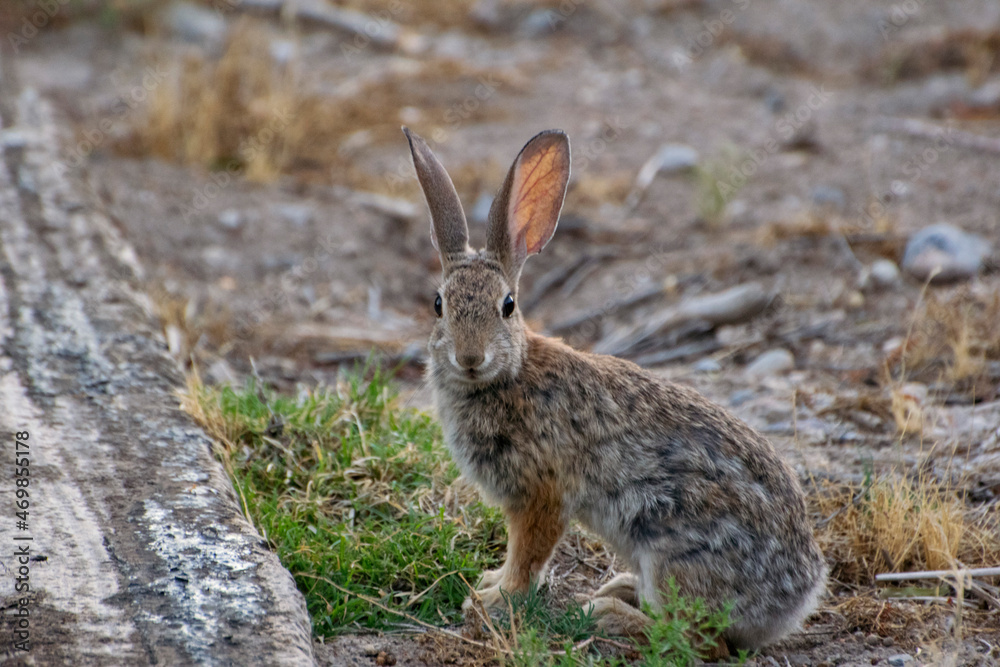 Rabbit Facing Camera Rabbit Facing Camera