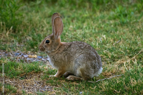 Rabbit in the Wild © Dave