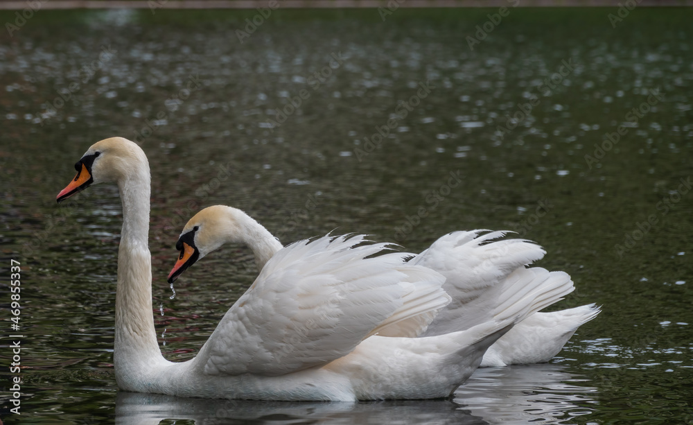 Fototapeta premium Two graceful white swans swim in the dark water.