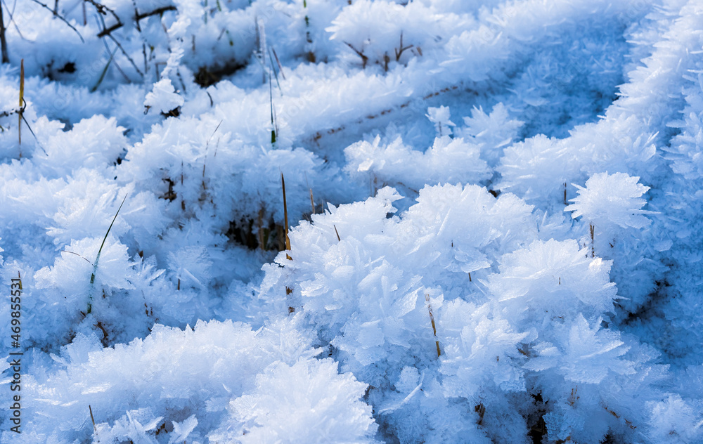Crystallization of ice on the grass in winter in an early frosty morning at the beginning of winter Crystallization of ice on the grass in winter in an early frosty morning at the beginning of winter