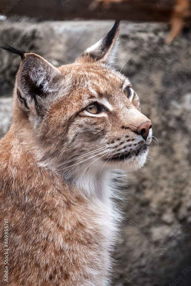 Portrait of The Eurasian lynx close-up, lat. Lynx lynx Portrait of The Eurasian lynx close-up, lat. Lynx lynx