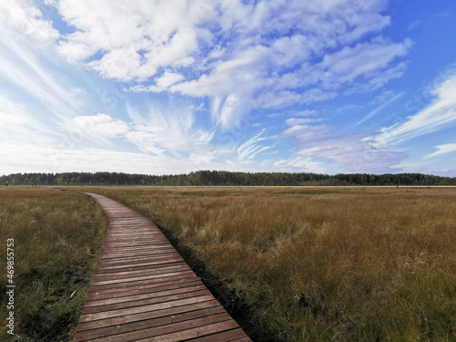 Fototapeta Naklejka Na Ścianę i Meble -  A section of brown plank flooring over a swamp with yellowed grass, stretching into the distance, to the forest, against the background of a beautiful sky with clouds.