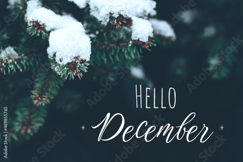 Beautiful Christmas Background with snow covered green pine tree brunch and lettering Hello December. Trendy moody dark toned design. Vintage December wallpaper. Natural winter holiday forest backdrop