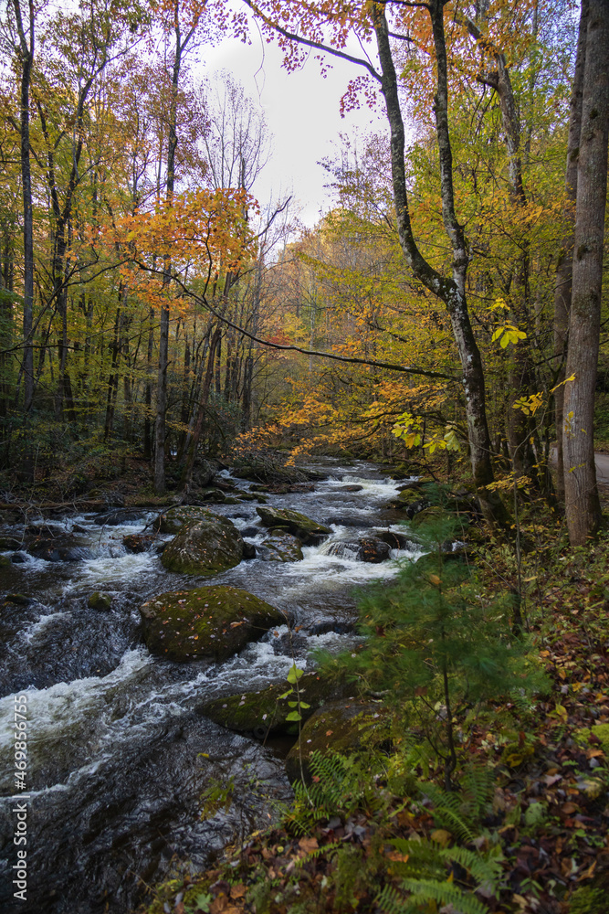 Cascading mountain stream in the fall Great Smoky Mountains National Park