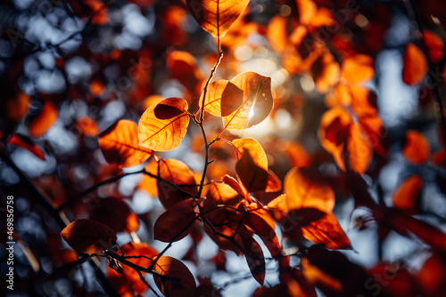 Fancy pattern of red foliage in sunlight against the sky, close-up. Abstract autumn background, soft blurred focus.