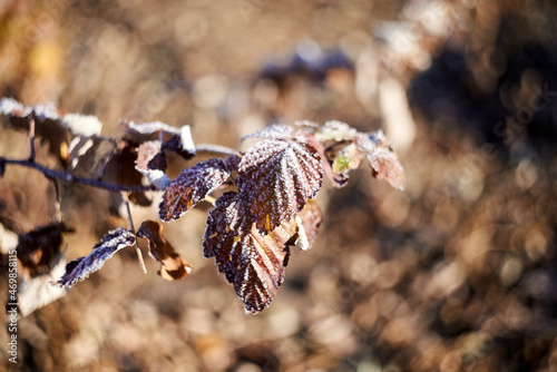 Brown raspberry leaves covered by frost