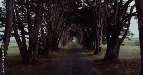 Aerial moving through cypress tree tunnel california photo