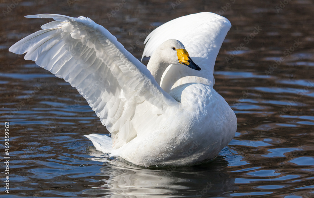 White swan flaps its wings in the lake. White swan flaps its wings in the lake.