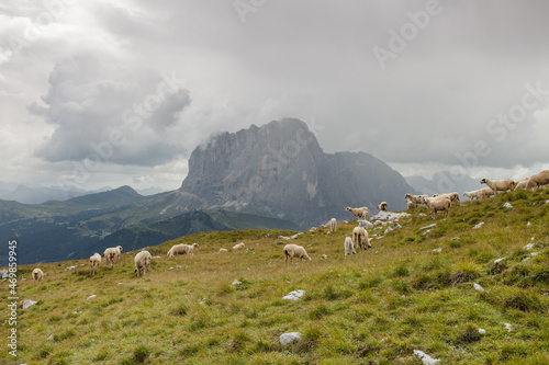 Brillenschaf sheep in an Italian mountain  pasture photo