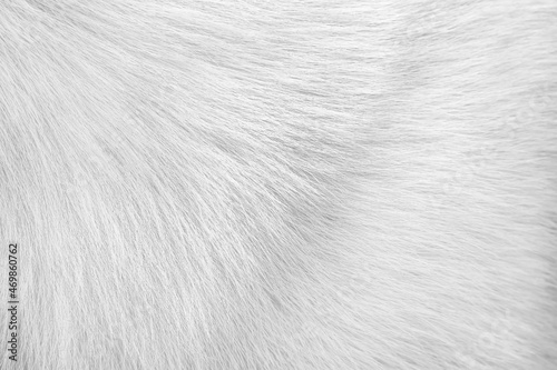 Dog fur white texture with short patterns smooth background