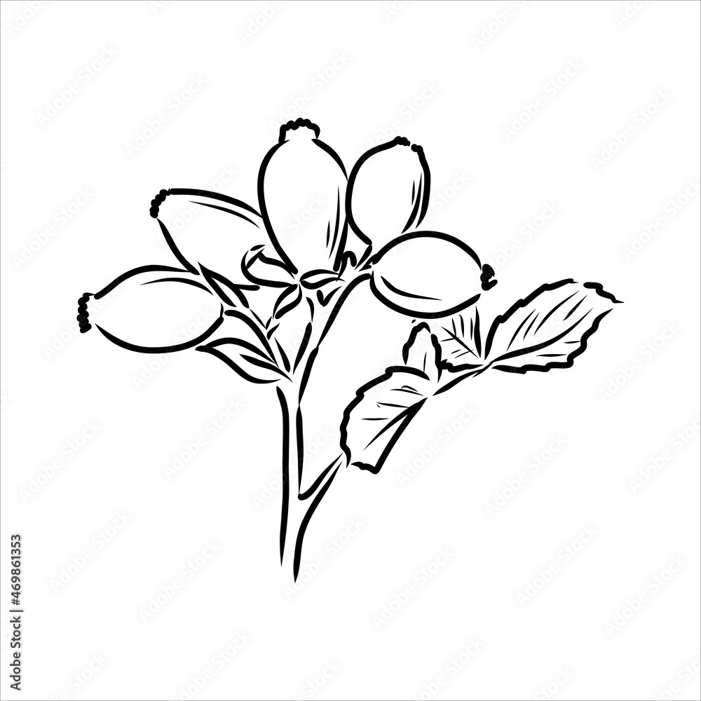 Rosa Hugonis ink sketch. Dog-rose. Isolated. Hand drawn outline style. Rosa Hugonis ink sketch. Dog-rose. Isolated. Hand drawn outline style.