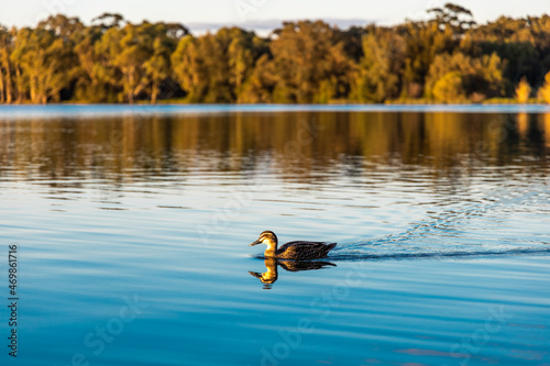 Duck Swimming in Lake
