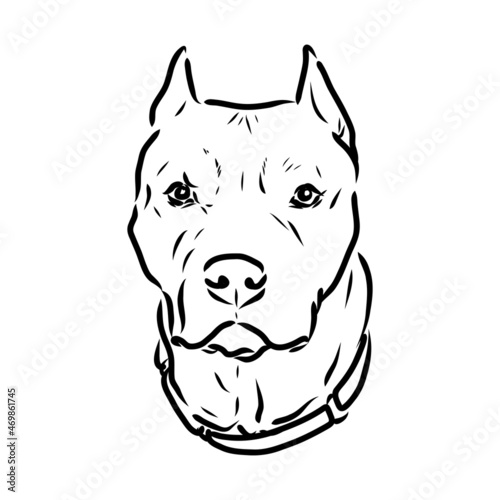 Sketch of Dog Pit bull terrier. Vector Illustration