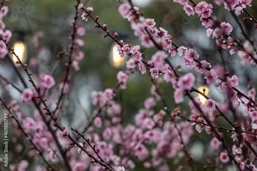 Cherry Blossom