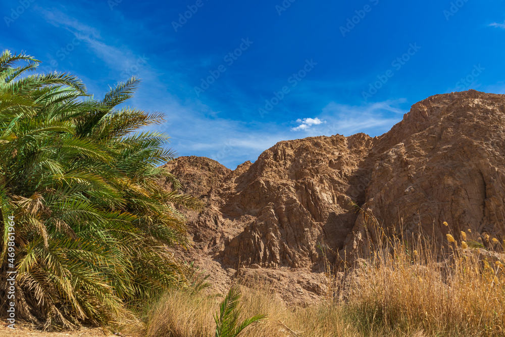 trees in the desert trees in the desert