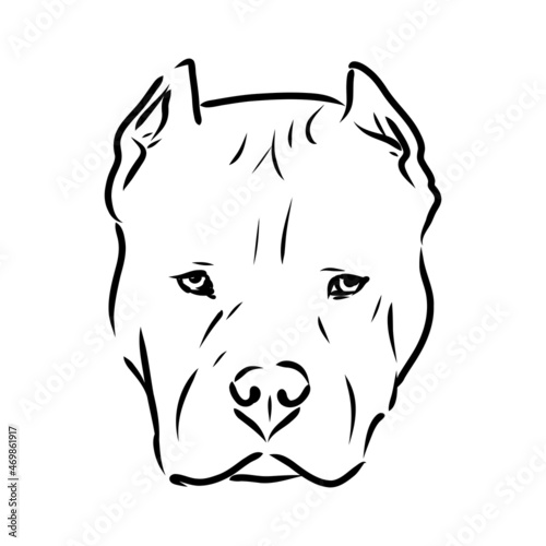 Sketch of Dog Pit bull terrier. Vector Illustration