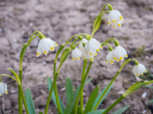 White Spring Snowflake flowers, Leucojum aestivum, with yellow spots on the petals, bell-shaped flowers with fresh spring green leaves. Also called Summer Snowflake or Loddon Lily or Leucojum vernum © pijav4uk