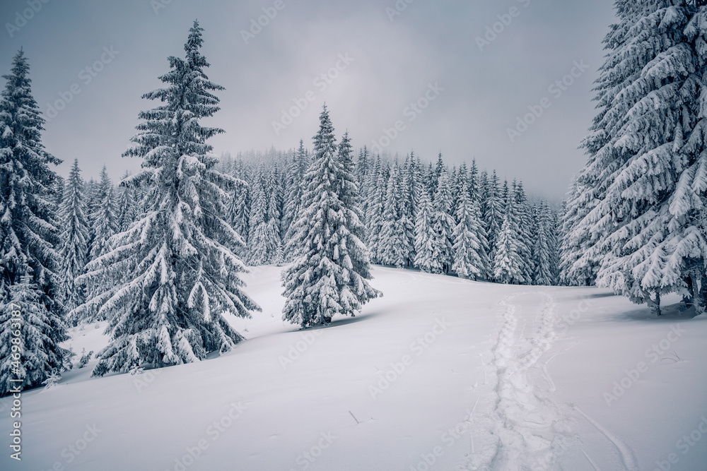 Magical frosty day and snowy coniferous forest. Carpathian mountains, Ukraine, Europe.