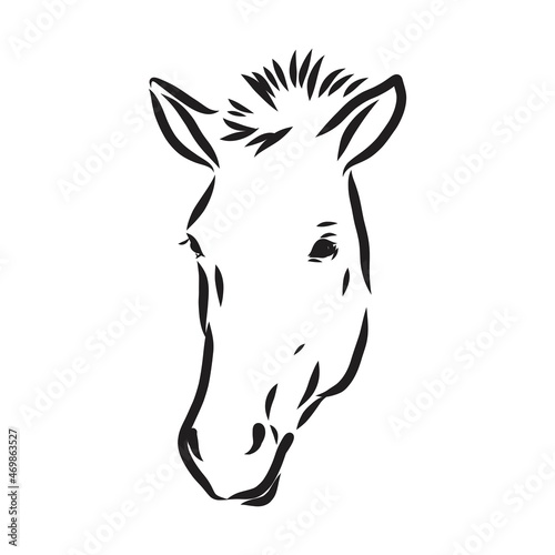The Przewalski s horse  an abstract image on a white background. Vector illustration  picture a wild stallion