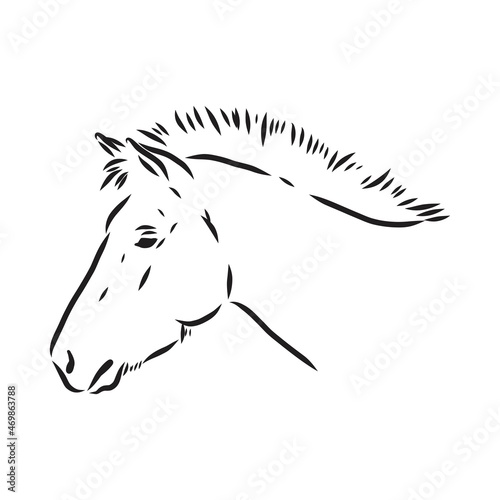 The Przewalski's horse, an abstract image on a white background. Vector illustration, picture a wild stallion