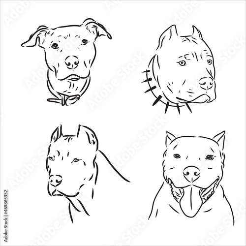 Sketch of Dog Pit bull terrier. Vector Illustration