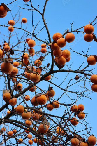 Ripe persimmon fruits on branch against blue sky. Diospyros kaki tree on winter  © saratm