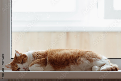 A sad red cat lying on on a white windowsill in the afternoon © V_Saratovtseva