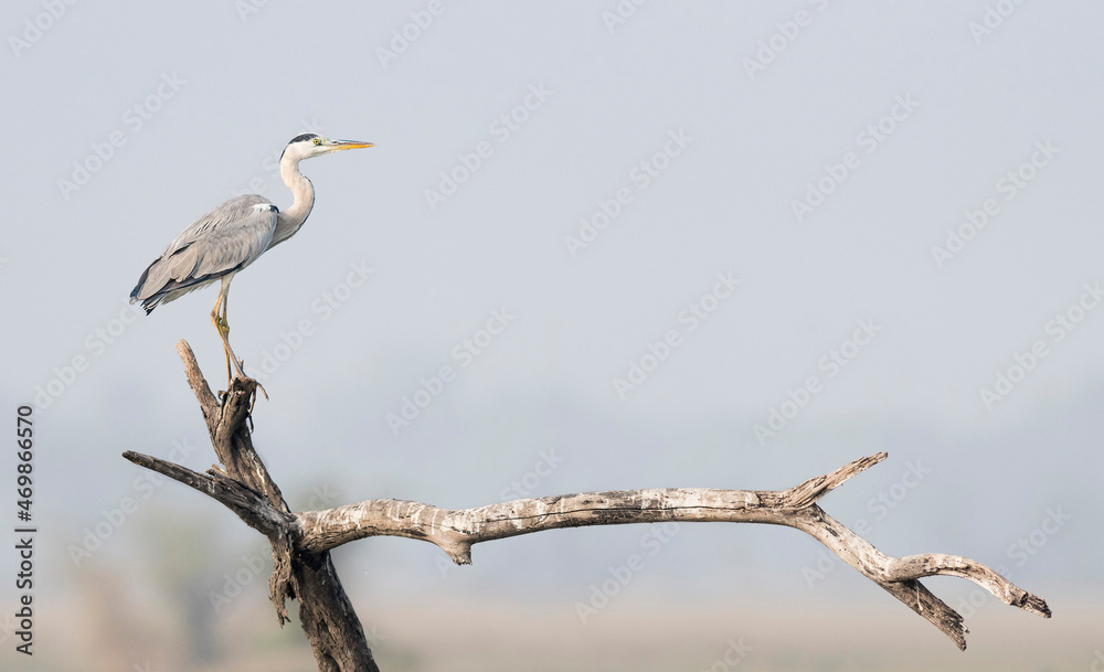 Egret Egret