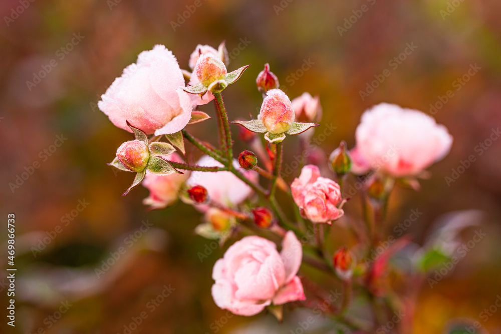 Morning frosts in the autumn garden. Rose flowers covered with frost. Morning frosts in the autumn garden. Rose flowers covered with frost.