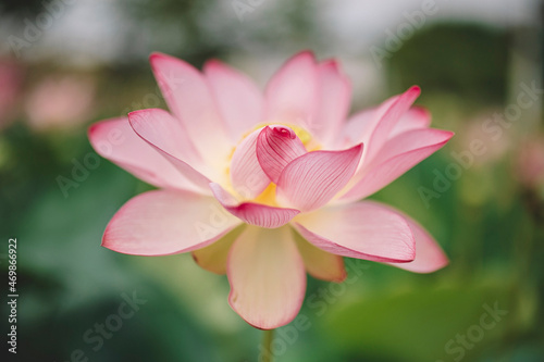 pink lily © Людмила Черненко