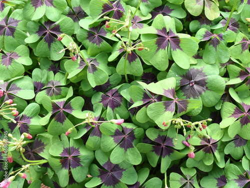 Closeup on the foliage of iron cross plant oxalis tetraphylla photo
