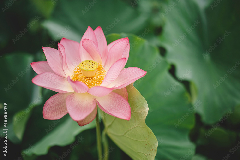 pink lotus