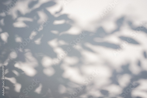Shadow of foliage on white background. Overlay.
