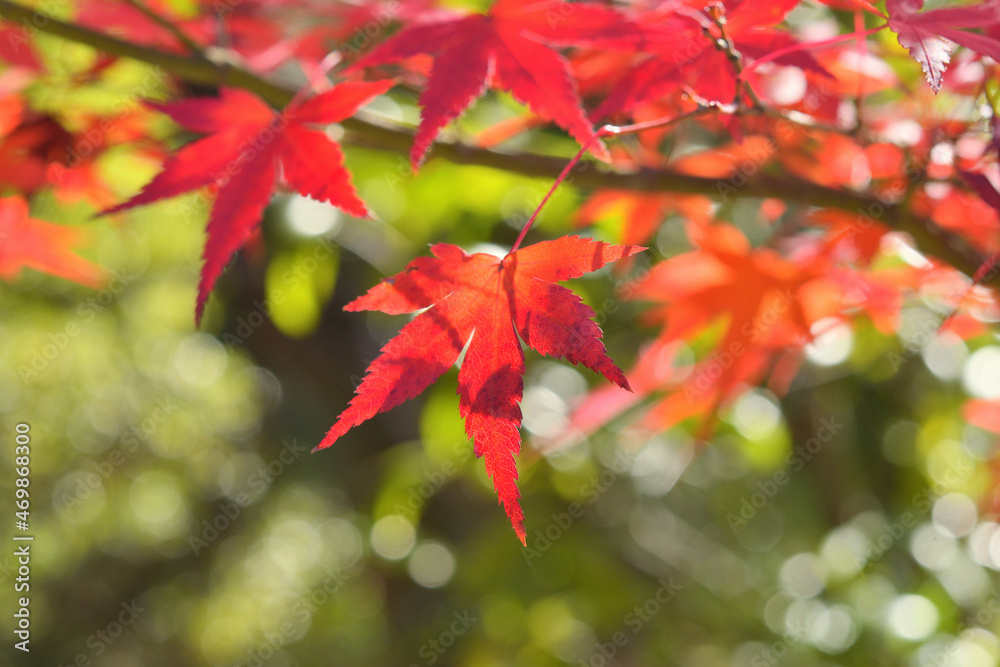 モミジの紅葉
モミジの紅葉